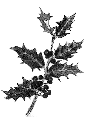 Drawing of sprig of holly